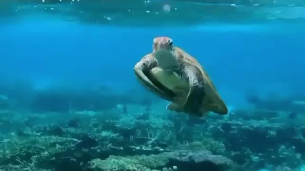 Wildlife