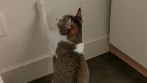 Cat_Catching game