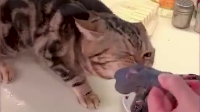 Funny cat videos | Funny cat video | Funny cats #Short