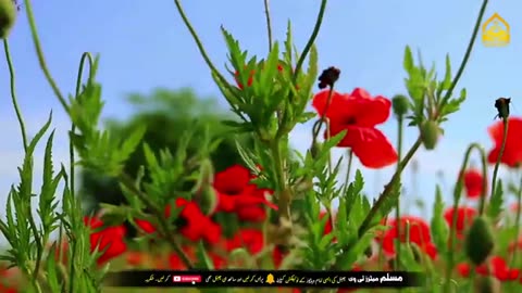 Sabaq Amoz Kahani Meri Maan Ka Dardnaak Waqia Maa Baraye Farokht.