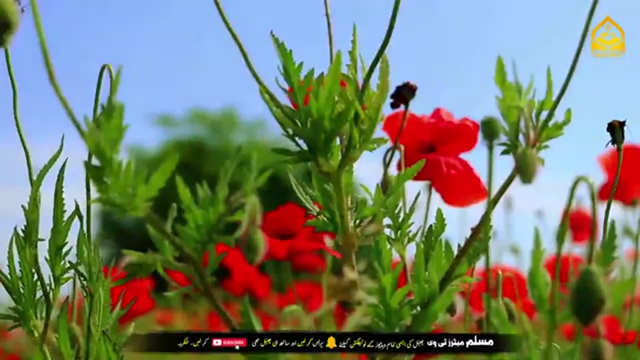 Sabaq Amoz Kahani Meri Maan Ka Dardnaak Waqia Maa Baraye Farokht.