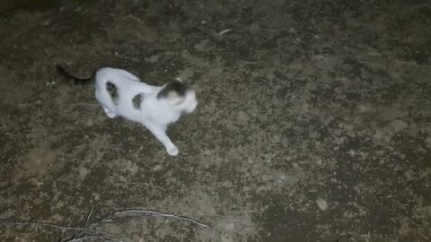 Cute cat night walk. This cat is very careful
