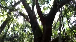 Árvore 🌳 figueira