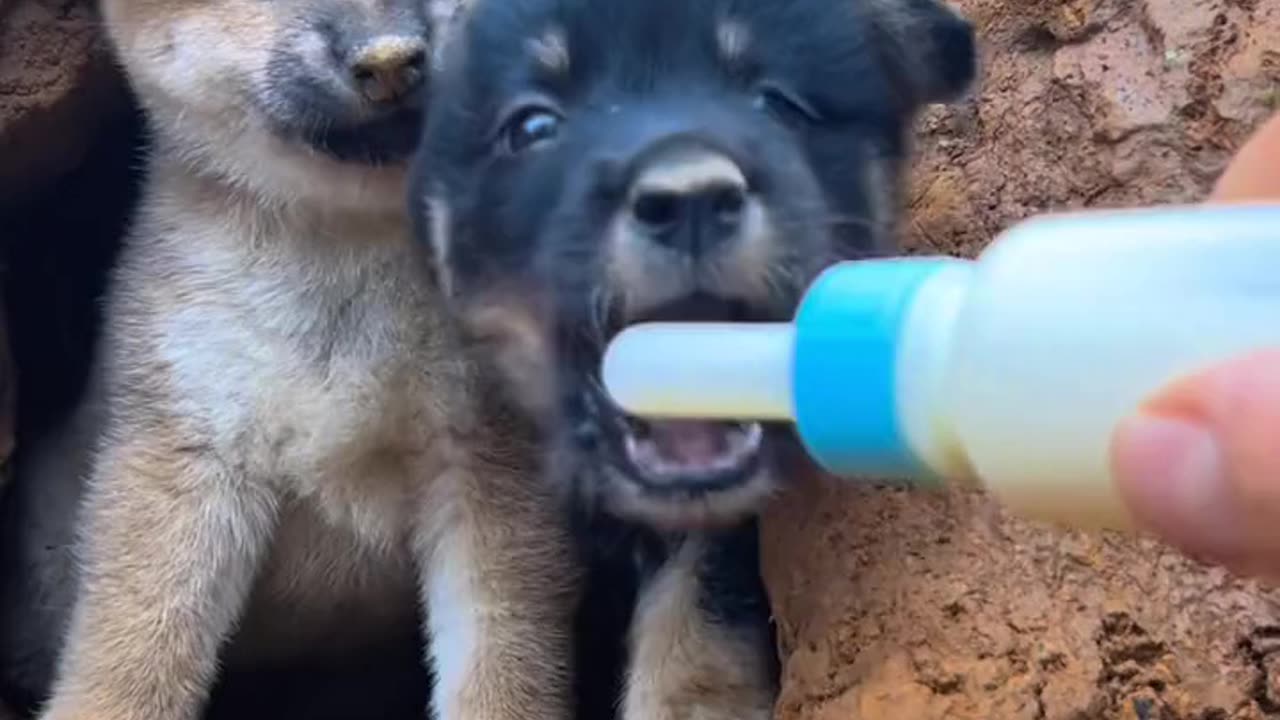 Pastoral dog, the dog has become a spirit, little milk dog