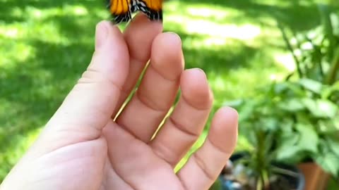 PUPA TO BUTTERFLY (life cycle)