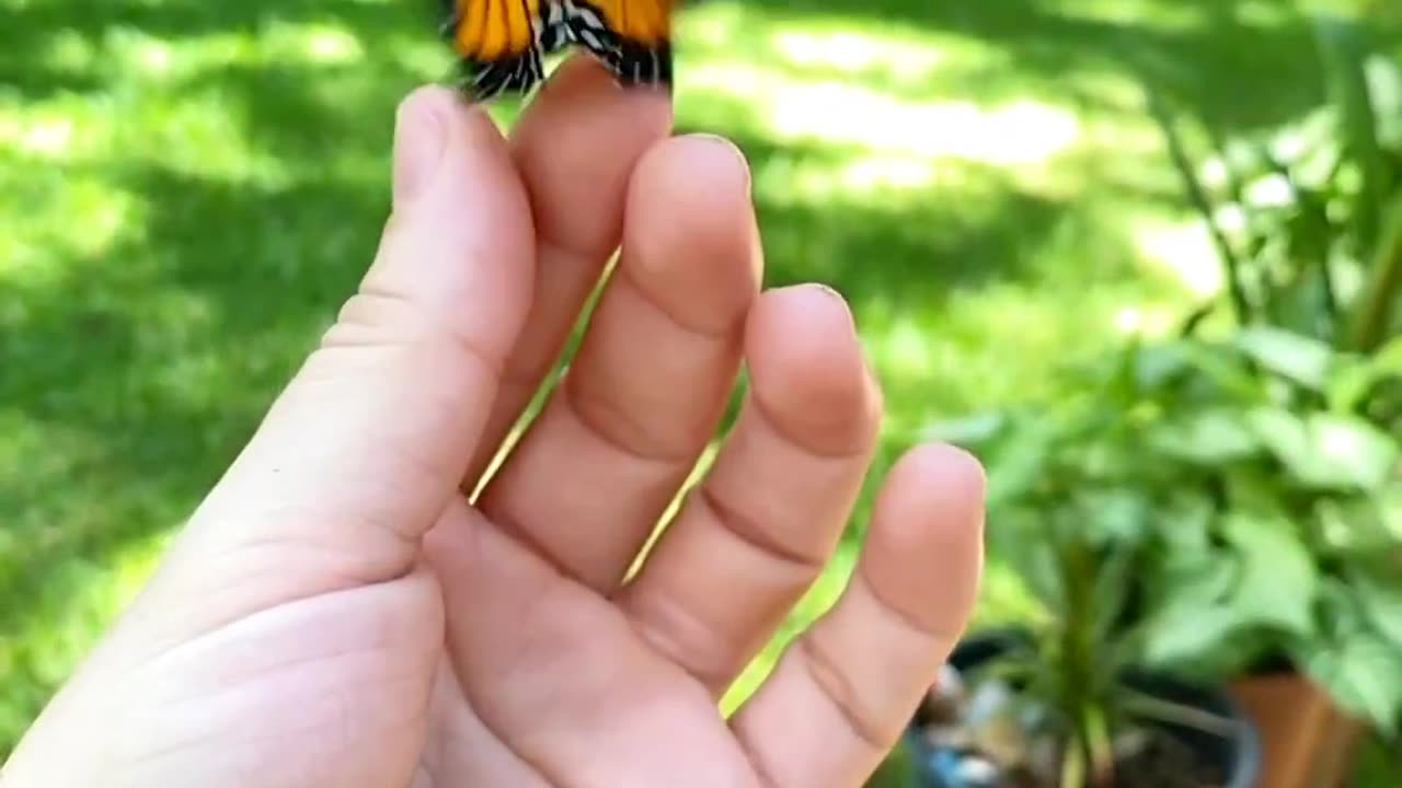 PUPA TO BUTTERFLY (life cycle)