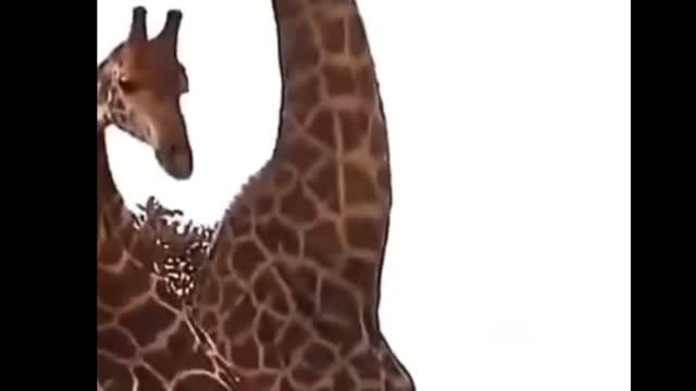 Two giraffes were fighting. They were fighting with their necks