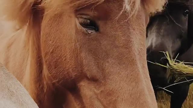 Next to the herd we stroke the horses