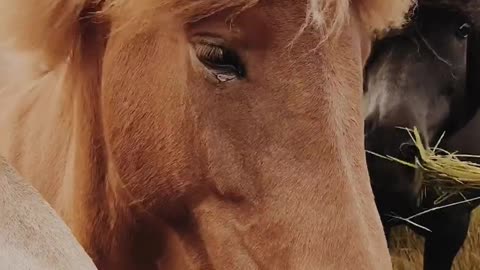 Next to the herd we stroke the horses