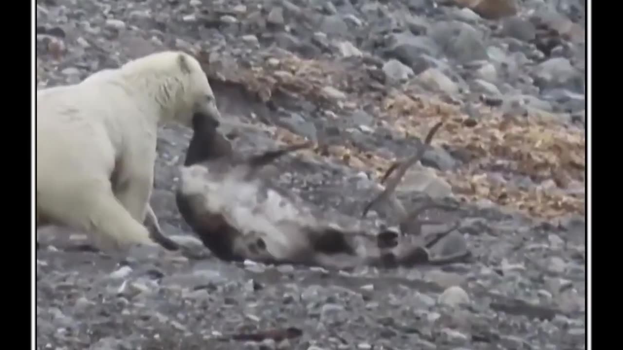 Polar Bear Hunts a Reindeer in Norway Arctic