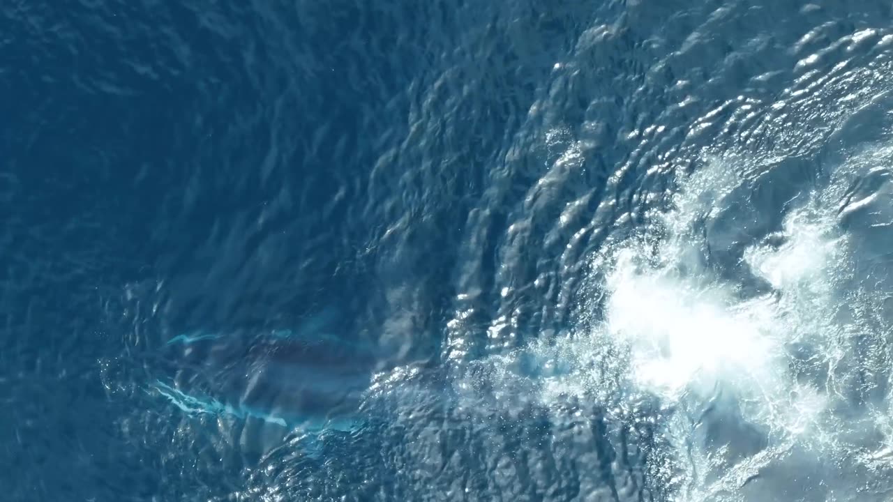 Aerial Footage of Bryde's Whale Feeding