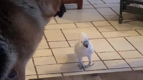 Big Dog Listens to Barking Bird