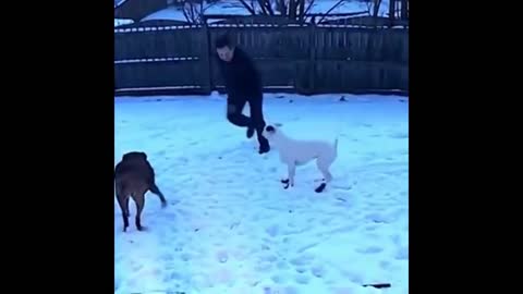 Funny Cats and Dogs Compilation