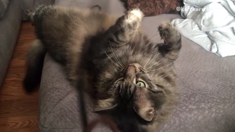 Fluffy brown cat falls off ottoman