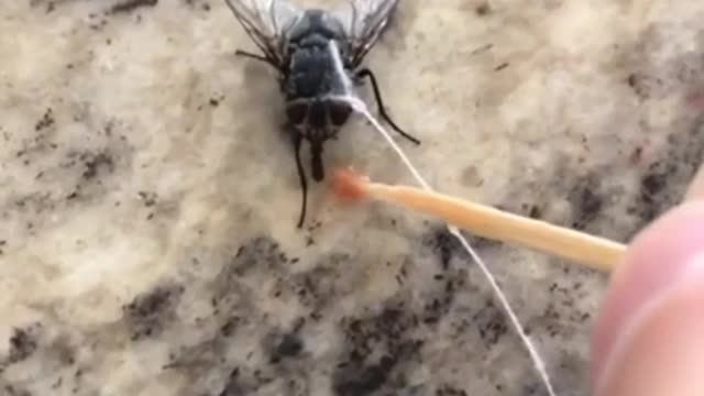 mosca mascota