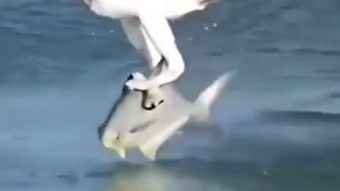 Eagle catching Fish for his babies! Best Eagle Attacks