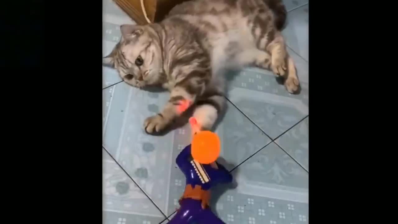 Funny Cat Reaction Videos -😃