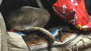 Salt Hound Licks Snack from Chip Packet