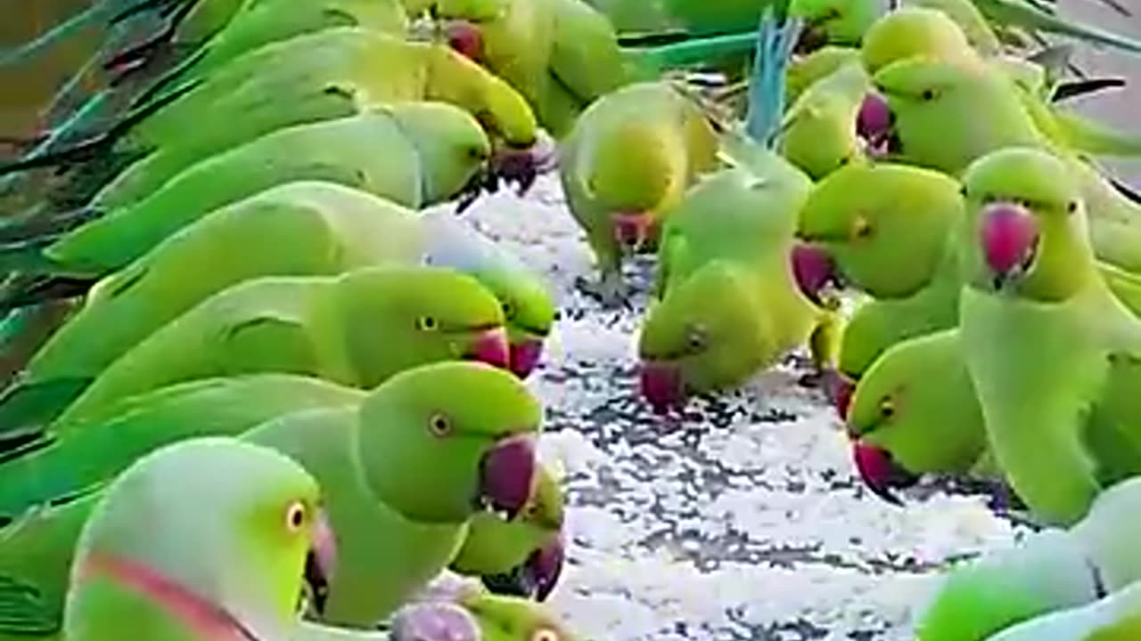 Parrots beuty