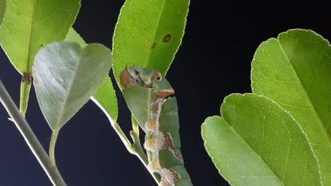 Caterpillar change into a butterfly Evolution of a Caterpillar #evolution