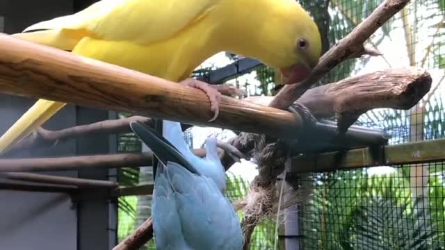 Own Big Bird 🐦