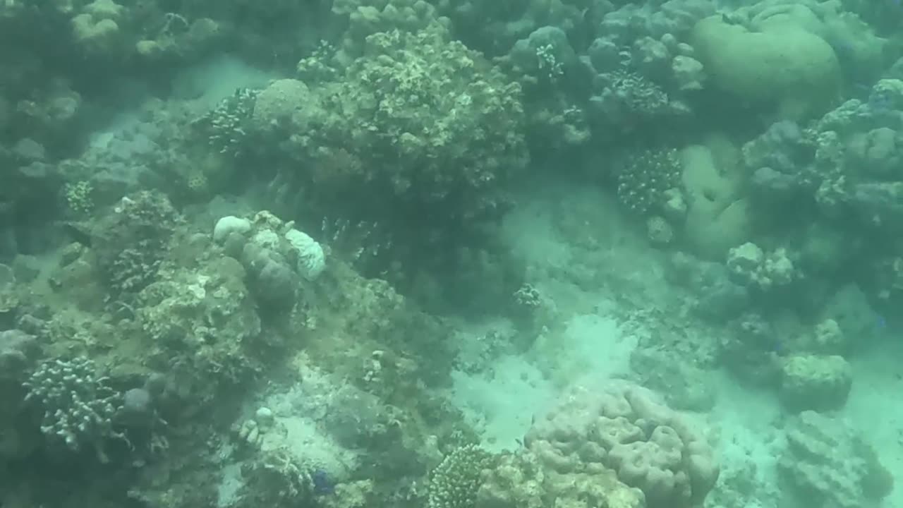 Snorkeling Adventures Philippines. The reef is becoming so colorful and vibrant!!