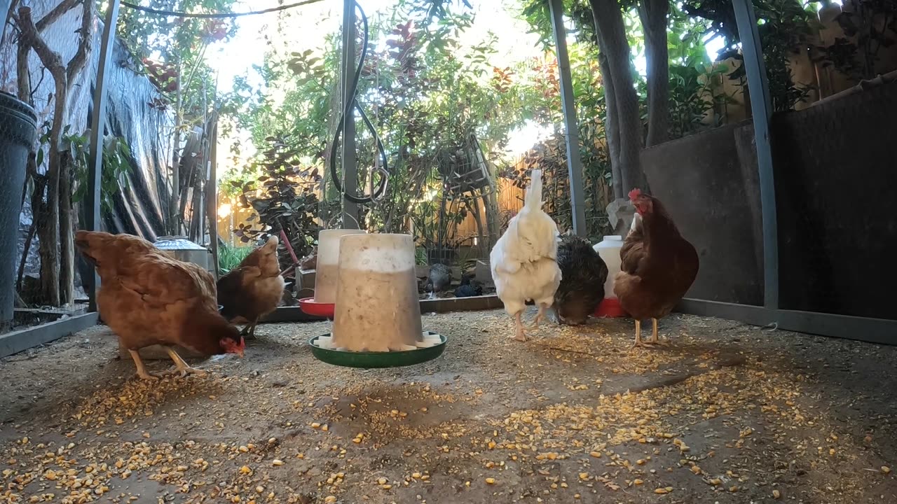 Backyard Chickens Fun Relaxing Chickens Hens Roosters Video!