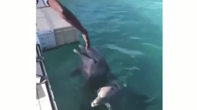 Dolphins Having Fun with Friends