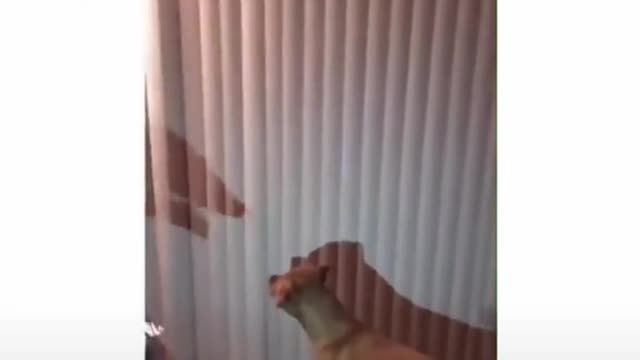 dog about to throw up meme