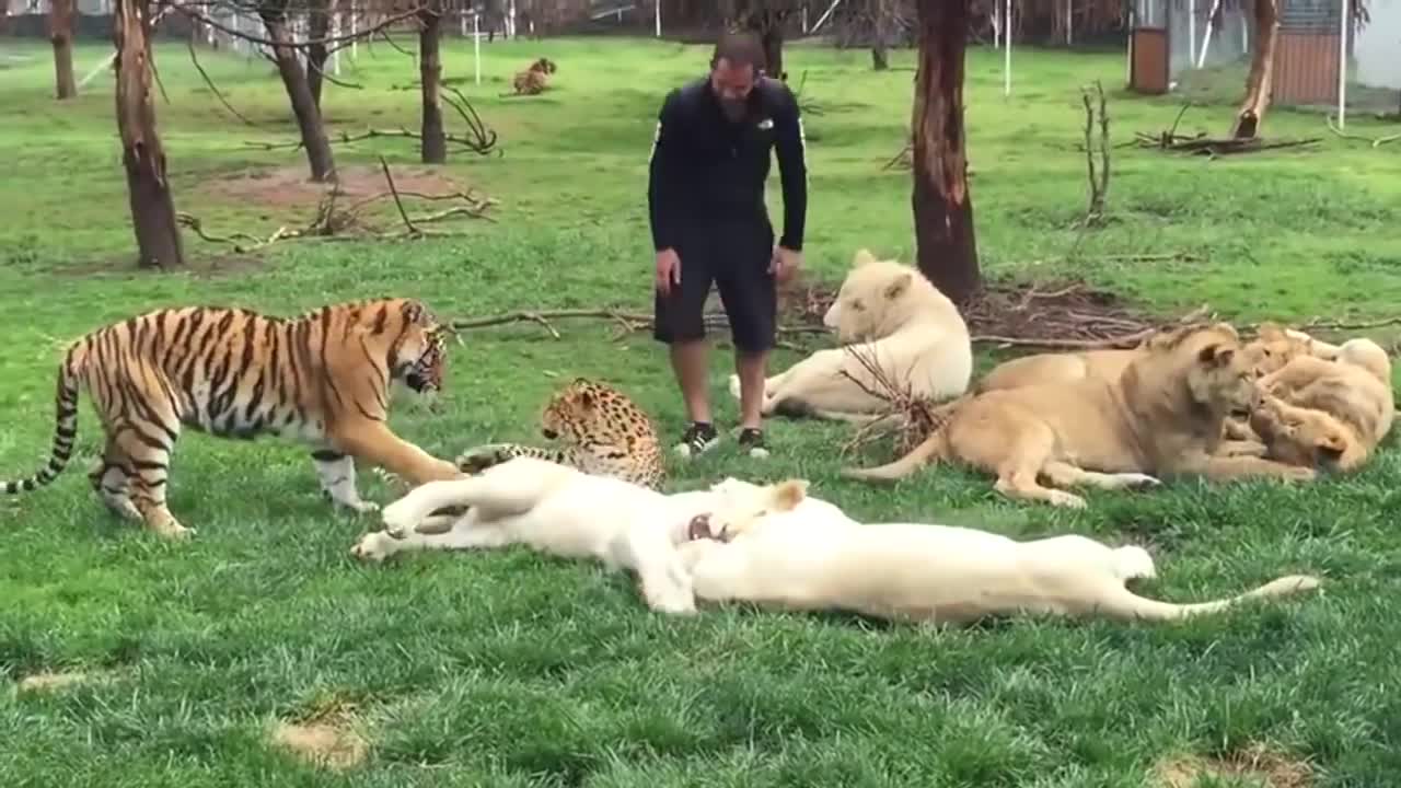 Tiger Saves Man From A Leopard Attack He Luck So much