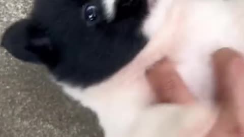 Super cute little milk dog