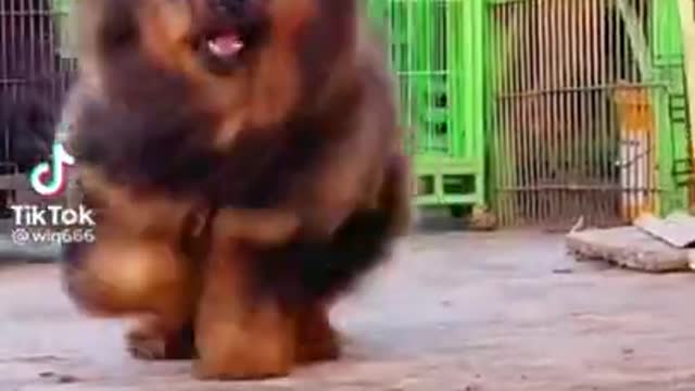 TIBETAN MASTIFF Aggressive Dog Breed or not?