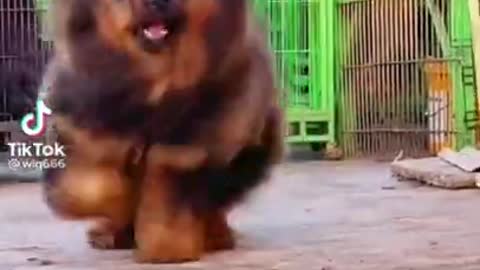 TIBETAN MASTIFF Aggressive Dog Breed or not?