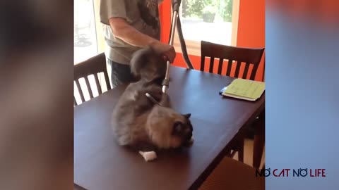 Cutest FAT CATS Compilation