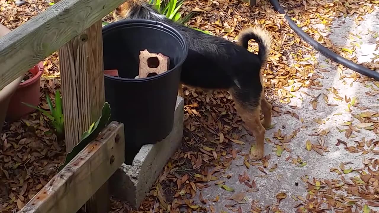 Terrier Hunts While Waiting for IceCreamMan