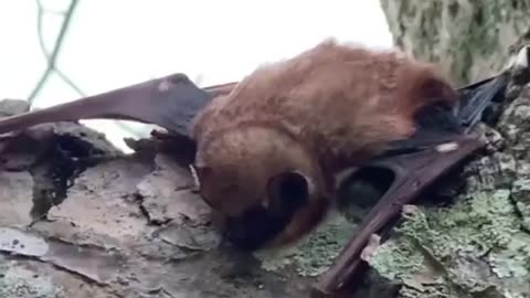 wildlife & Funs