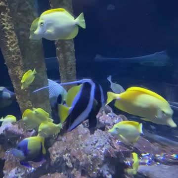 Blue fish beautiful fish in Tampa aquarium