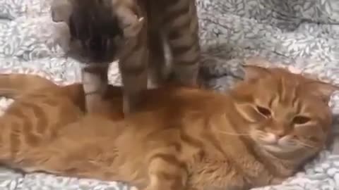 cat massaging another cat