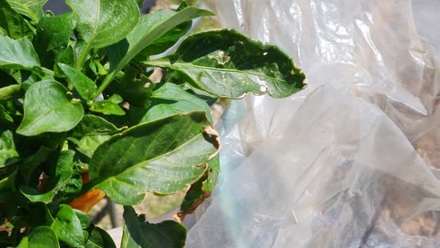 BELL PEPPER PLANTS