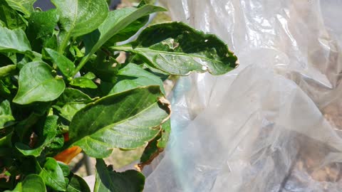 BELL PEPPER PLANTS