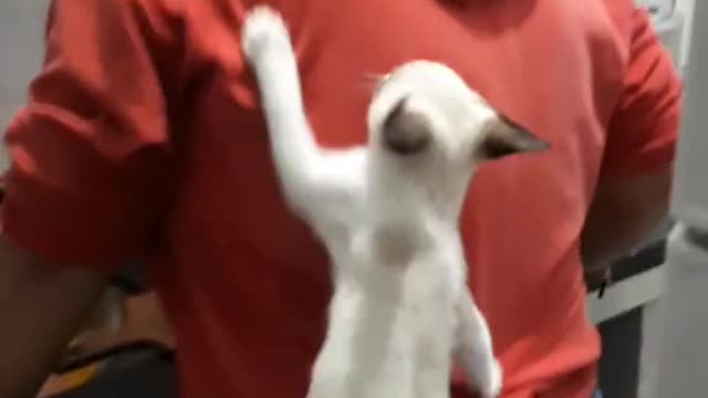 Cat climbing my mom