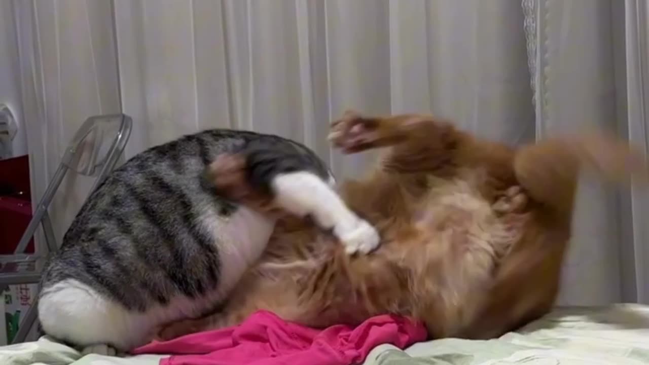 Cat's wrestling