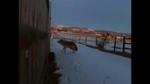 Cat against wolf