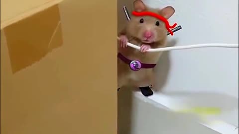 Teenage mutant ninja rat