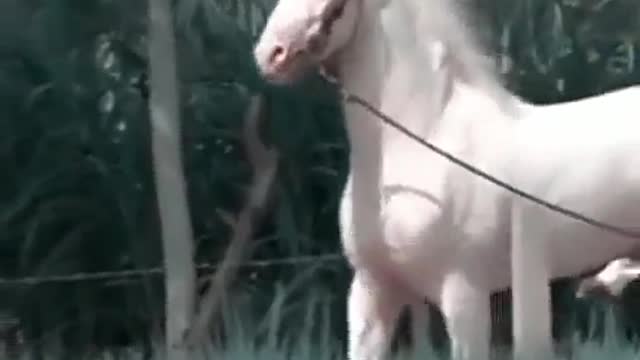 Beautiful White Horse Indian Breed