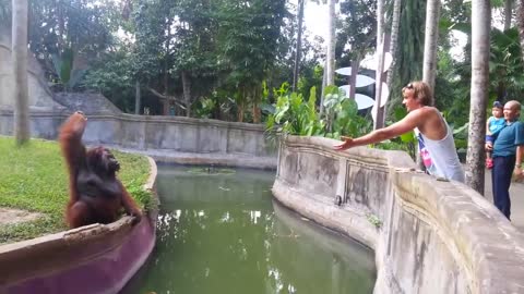 Clever Orangutan Repays The Man Who Gives Him A Treat In A Shocking Way