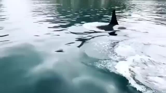 Whale's Adorable diving