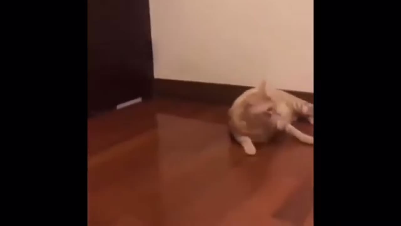 Funny animal Compilation