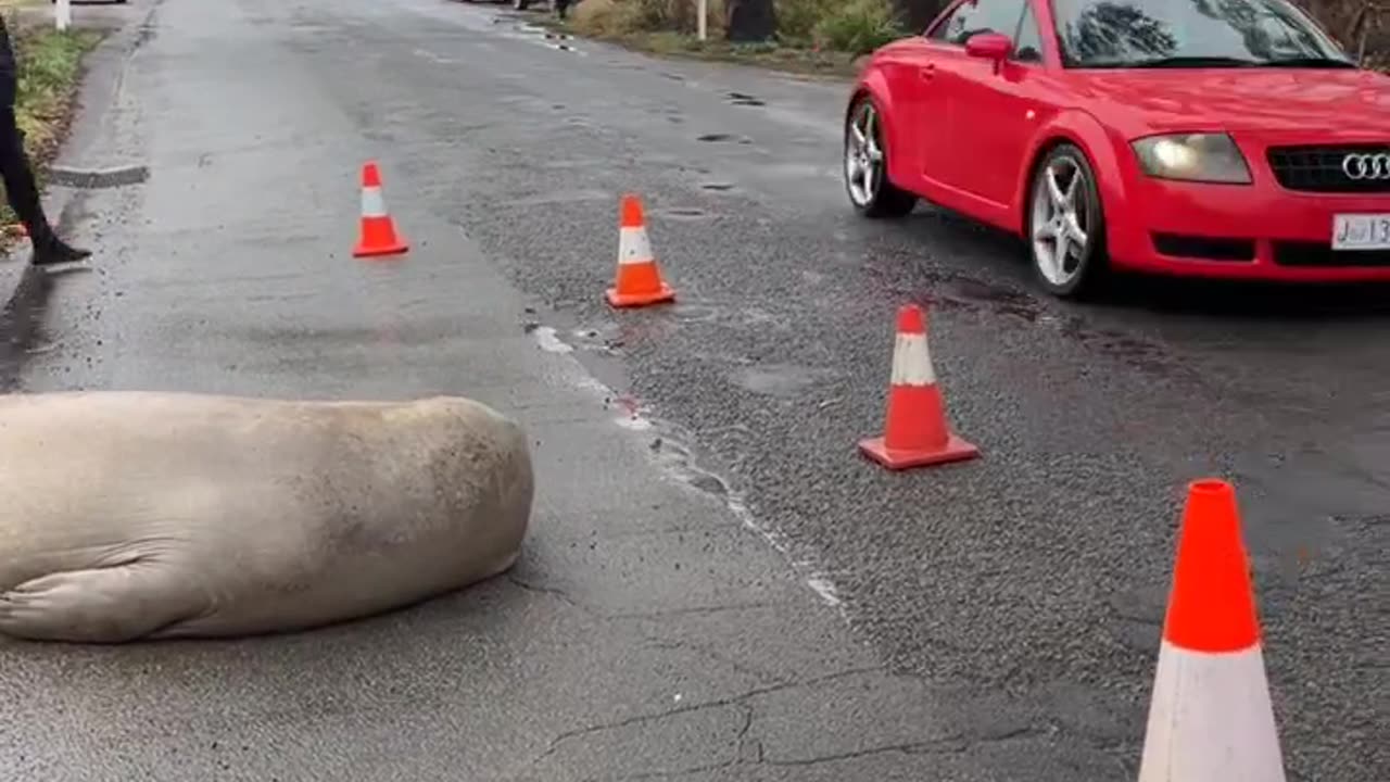 Neil The Seal Doesn't Like Speeding Vehicles