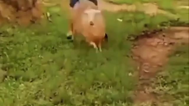 Sheep get into a fight with a man